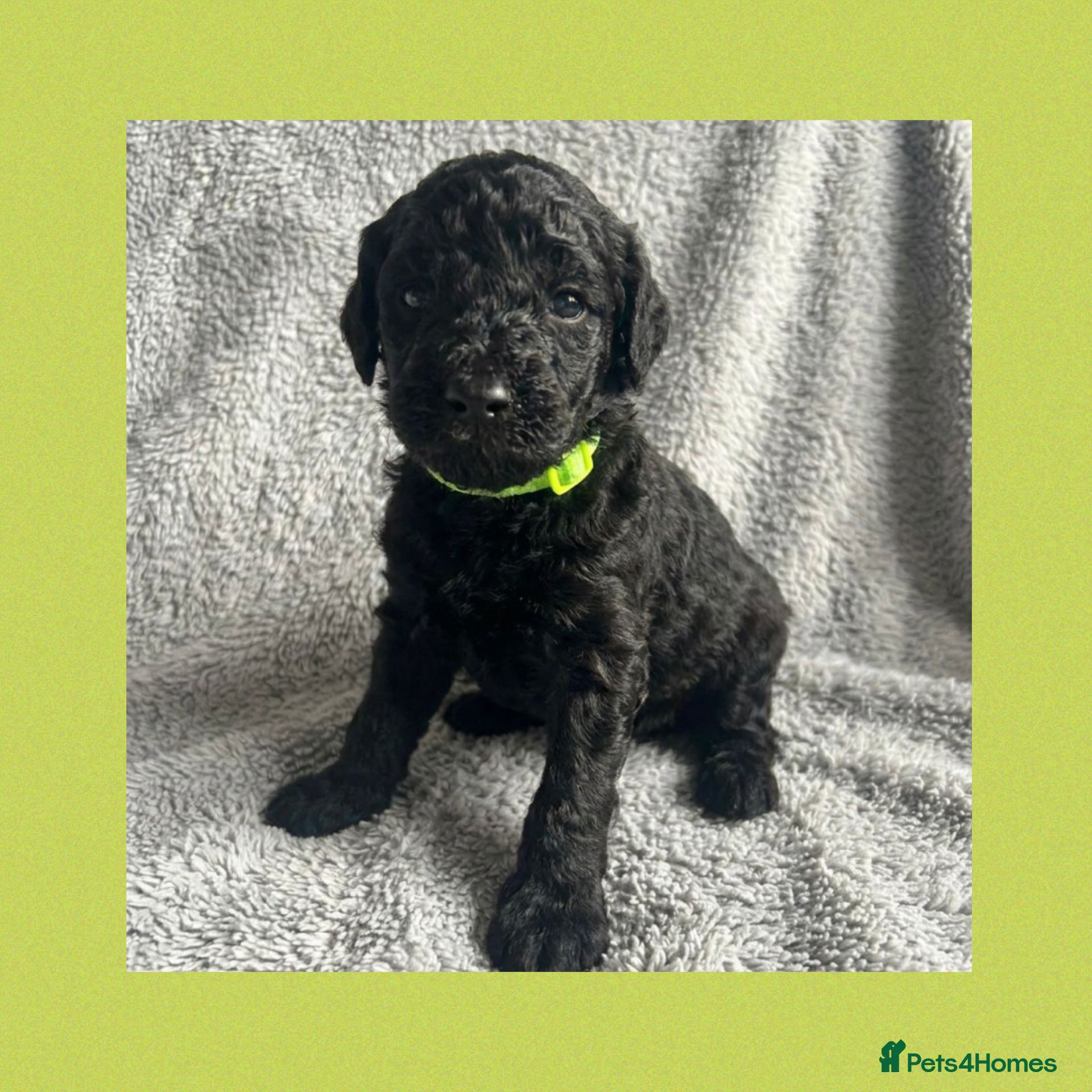 Labradoodle dogs  f1bb standard labradoodles - silver & apricots - Advert 4
