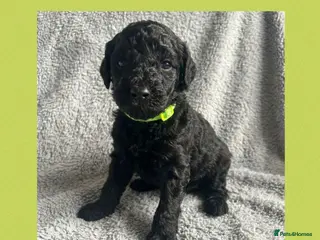 Labradoodle dogs f1bb standard labradoodles - silver & apricots - Advert 4