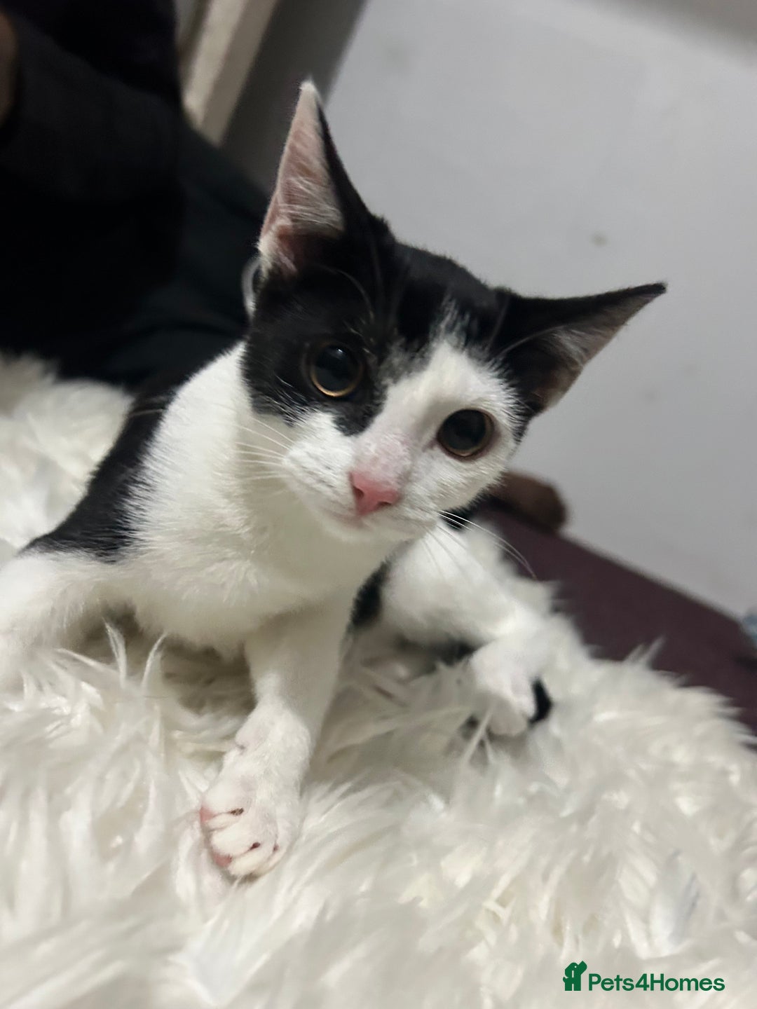 Toyger cats for sale: 3 beautiful toyger kittens ready to go!  - Advert 11