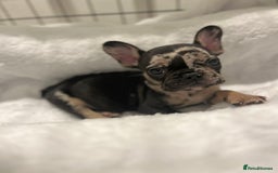 French Bulldog dogs for sale: Male French bulldog - Image 6