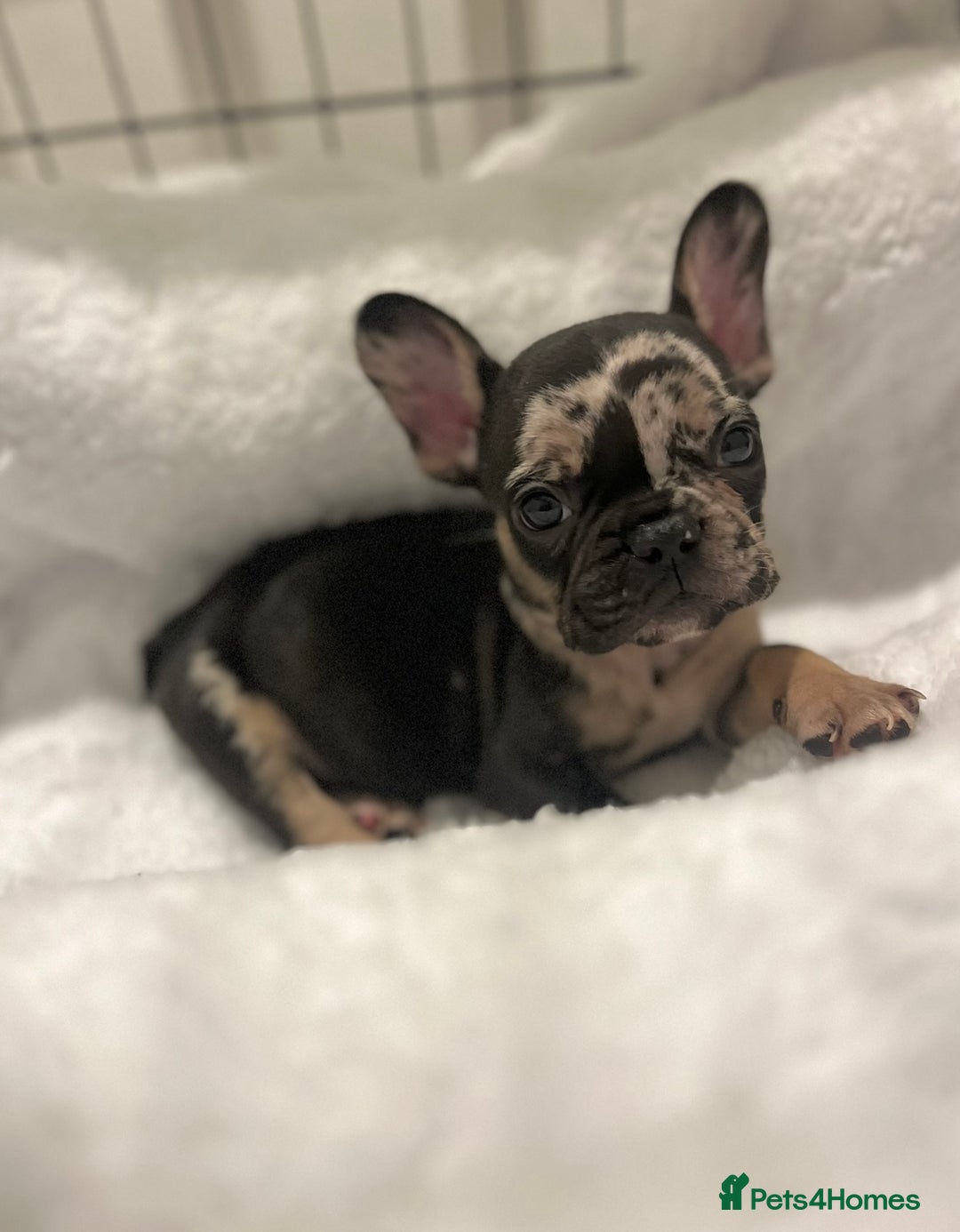 French Bulldog dogs for sale: Male French bulldog - Image 6