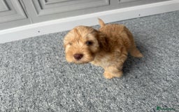 Cockapoo dogs for sale: Beautiful Cockerpoo Puppies. (Sand, Merle, Black) - Image 26