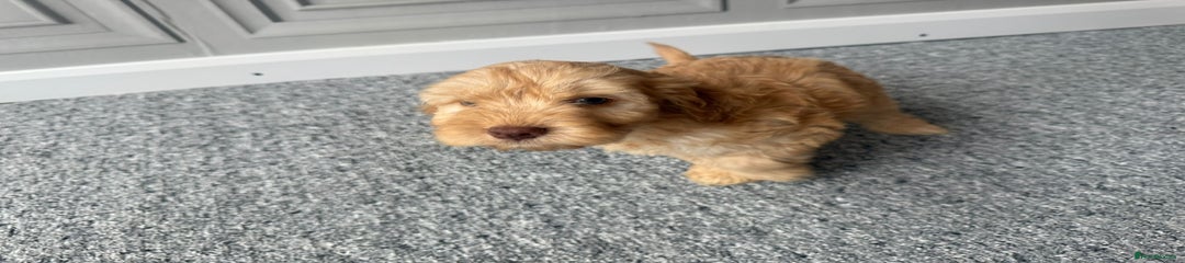 Cockapoo Puppy 2