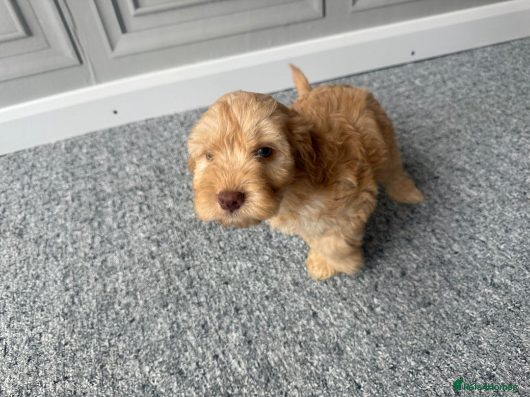 Cockapoo dogs for sale: Beautiful Cockerpoo Puppies. (Sand, Merle, Black) - Image 26