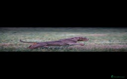 Olde English Bulldogge dogs for sale: RAINBOW OLD ENGLISH LITTER !!! - Image 9