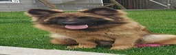 German Shepherd dogs for stud: Huge German shepherd for stud only  - Advert 2