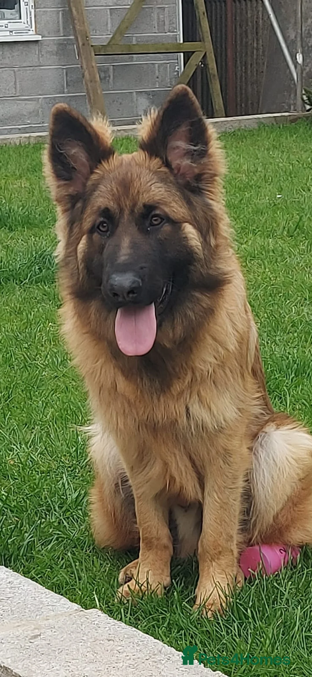 German Shepherd dogs for stud: Huge German shepherd for stud only  - Advert 2