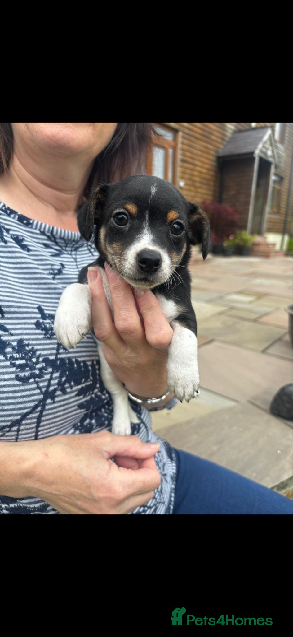 Jack Russell dogs Adorable Miniature Jack Russell puppies for sale - Advert 5