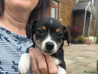 Jack Russell dogs Adorable Miniature Jack Russell puppies for sale - Advert 1