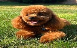 Cavapoo dogs for sale: F1 Cavapoo males 🖤🩵 - Image 13