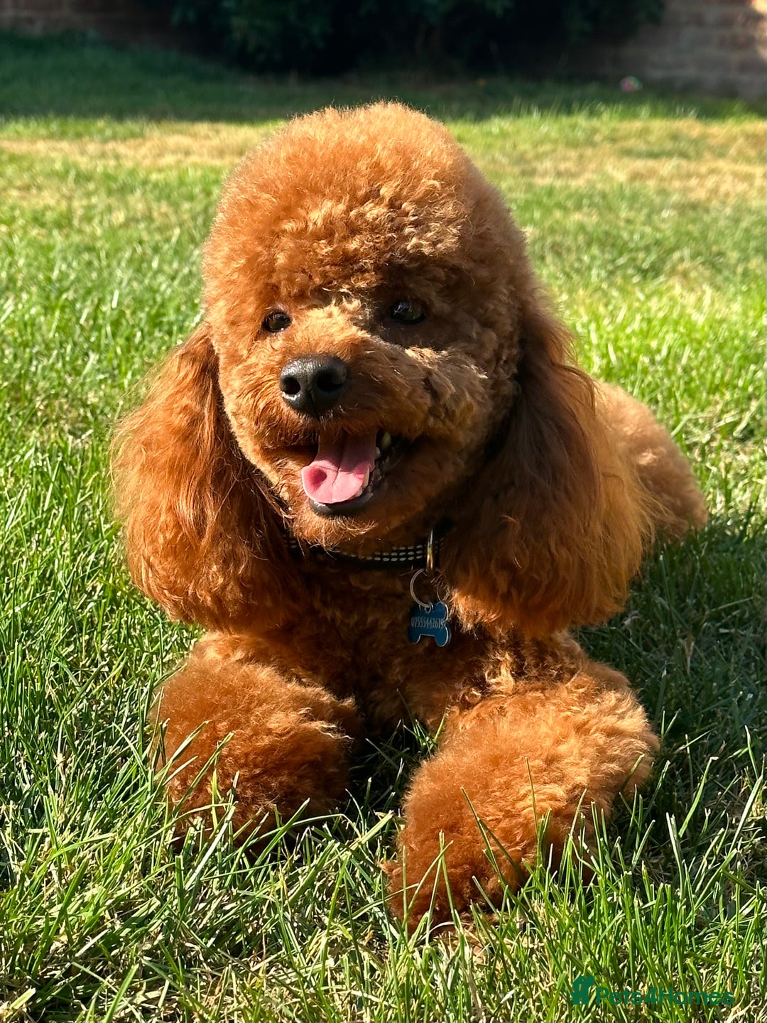 Cavapoo dogs for sale: F1 Cavapoo males 🖤🩵 - Image 13