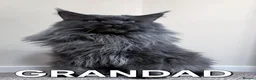 Maine Coon cats for sale: Gorgeous pedigree Girls ready now - Advert 12
