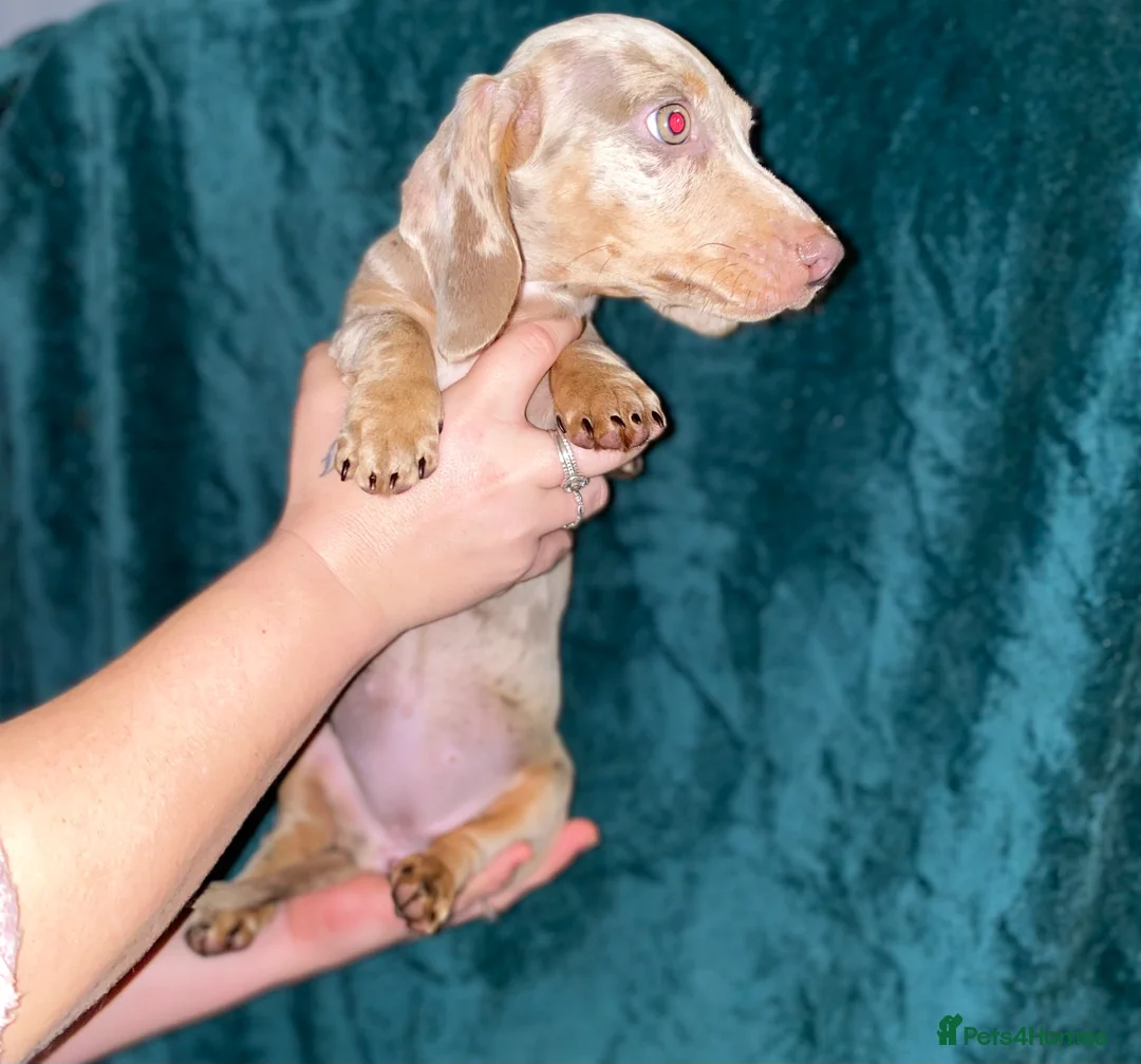 Miniature Dachshund dogs for sale: Miniature Dachshunds - Advert 3