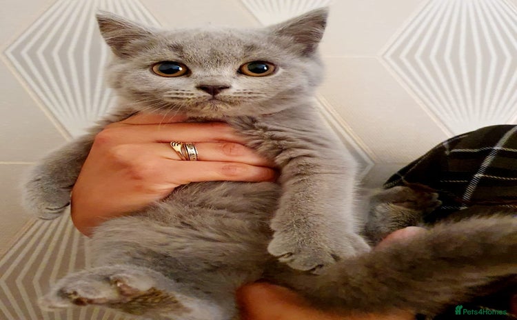 British Shorthair cats - Advert 6