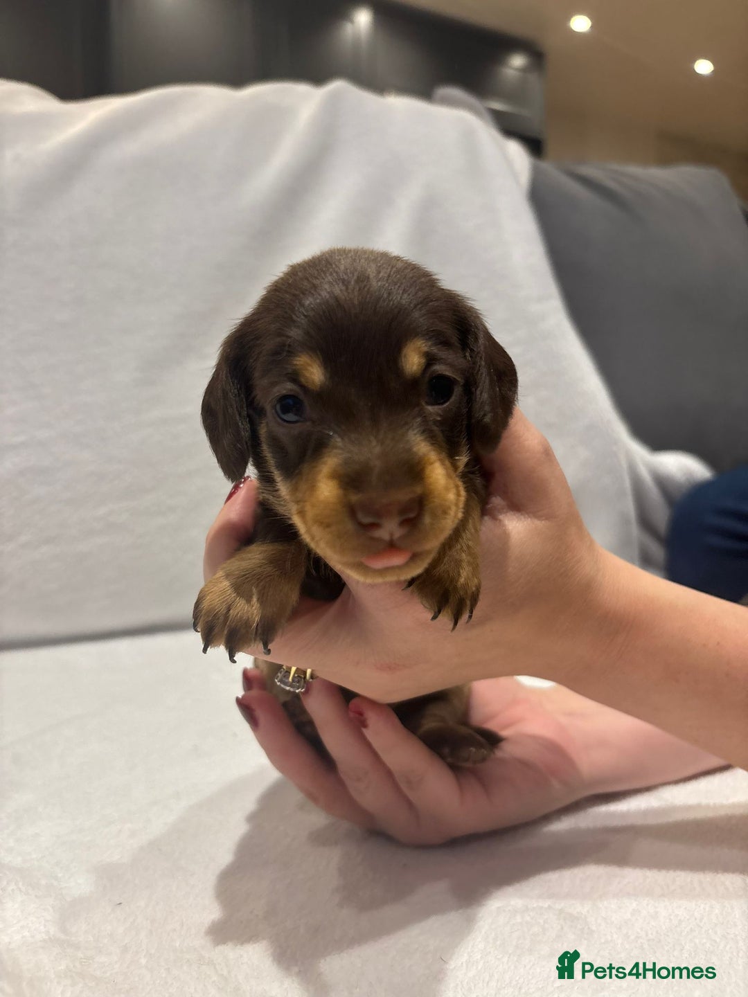 Dachshund dogs for sale: Dachshund puppies  - Image 28