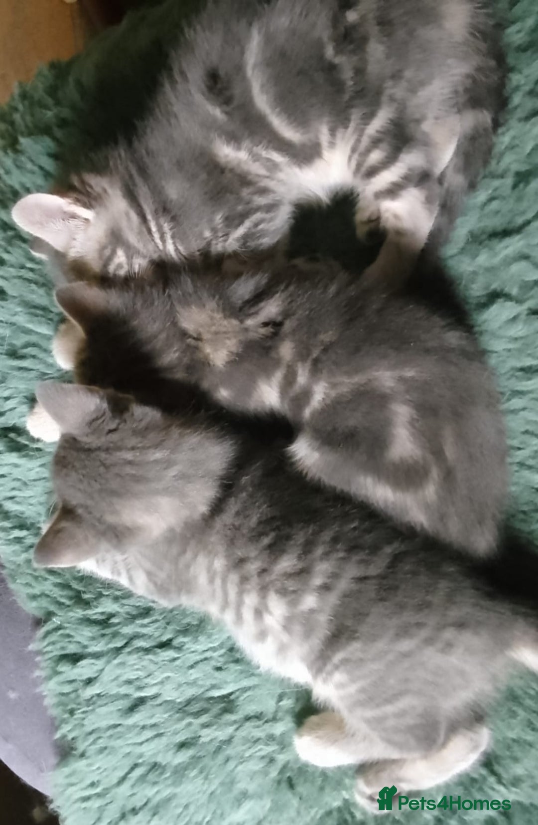 Mixed Breed cats for sale: UNIQUE SILVER/BLUE BENGAL X RUSSIAN BLUE KITTENS  - Image 21