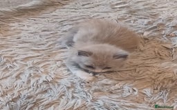 Ragdoll cats for sale: Mink ragdoll kittens - Image 13