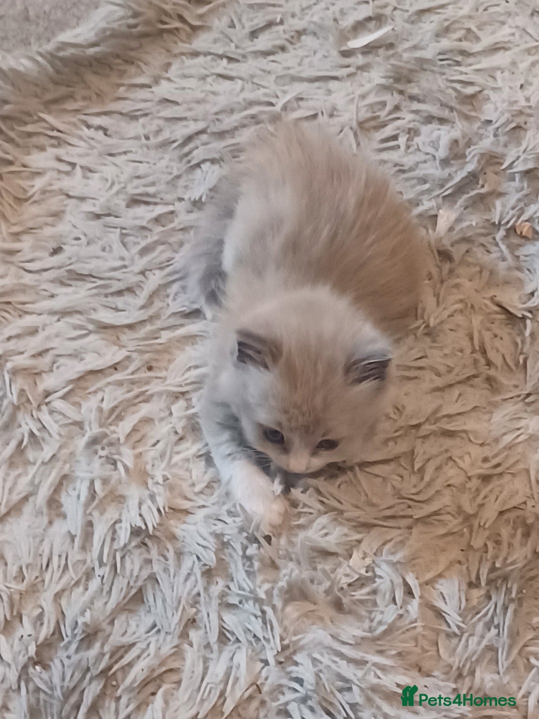 Ragdoll cats for sale: Mink ragdoll kittens - Image 13