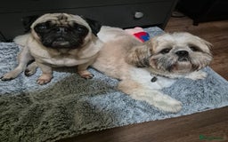 Pug dogs for sale: Beautiful small female pug 7 years  - Image 3