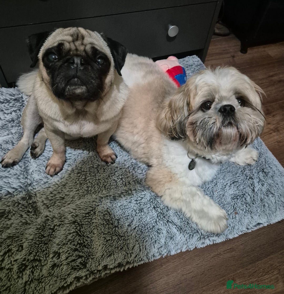 Pug dogs for sale: Beautiful small female pug 7 years  - Image 3