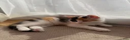 Mixed Breed cats for sale: 4x Kittens Ready For New Home - Advert 4