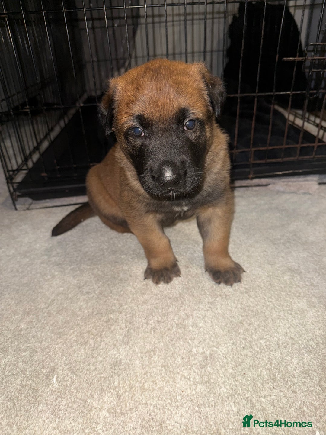 Belgian Shepherd Dog dogs for sale: Belgian Malinios (Singleton) Male  - Advert 6