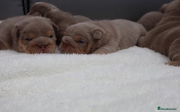English Bulldog dogs for sale: KC Quality English Bulldogs  - Image 2