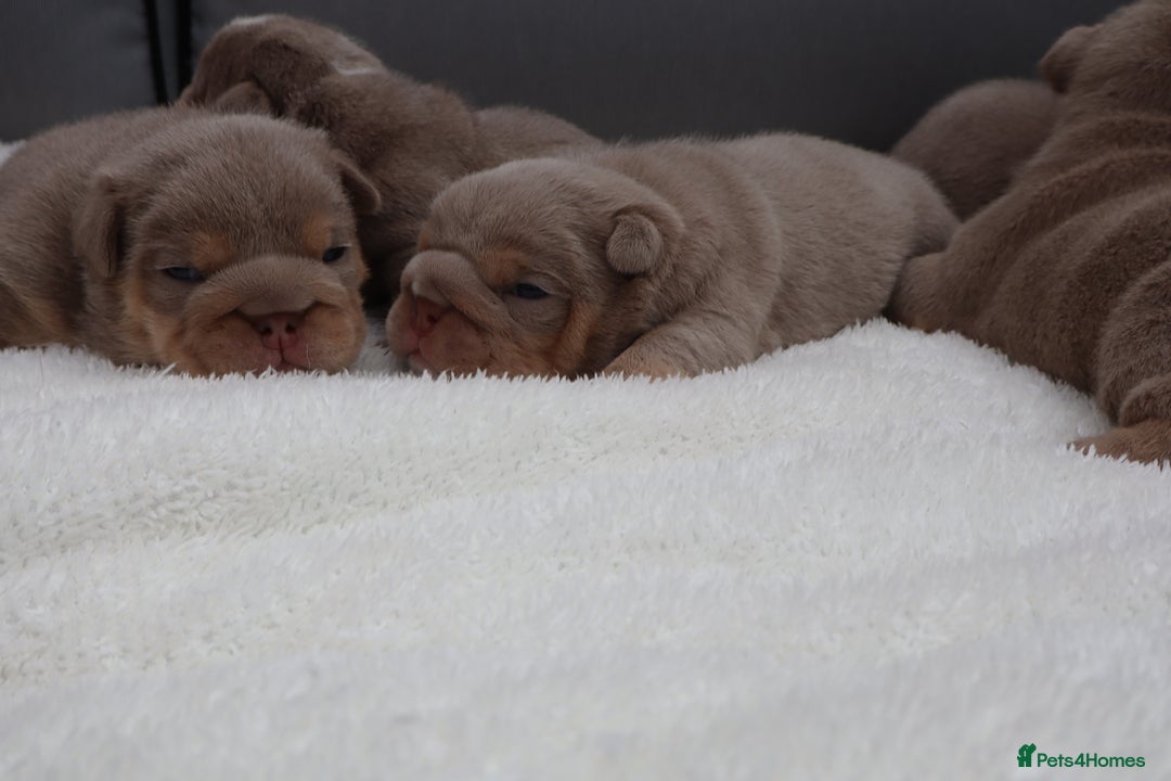 English Bulldog dogs for sale: KC Quality English Bulldogs  - Image 2