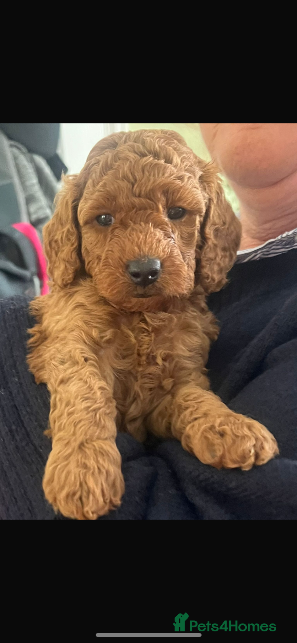 Cavapoo dogs Cavapoo Puppies - 2 boys and 1 girl available - Advert 15