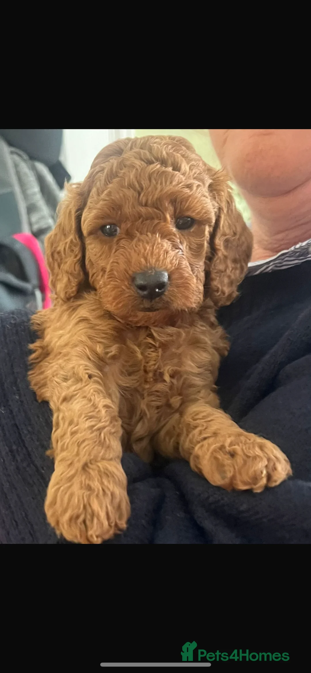 Cavapoo dogs for sale: Cavapoo Puppies - 2 boys and 1 girl available - Advert 1