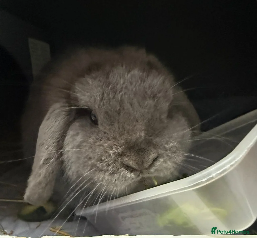 Mini Lop rabbits for sale: Mini Lop  in Milton Keynes - Advert 5