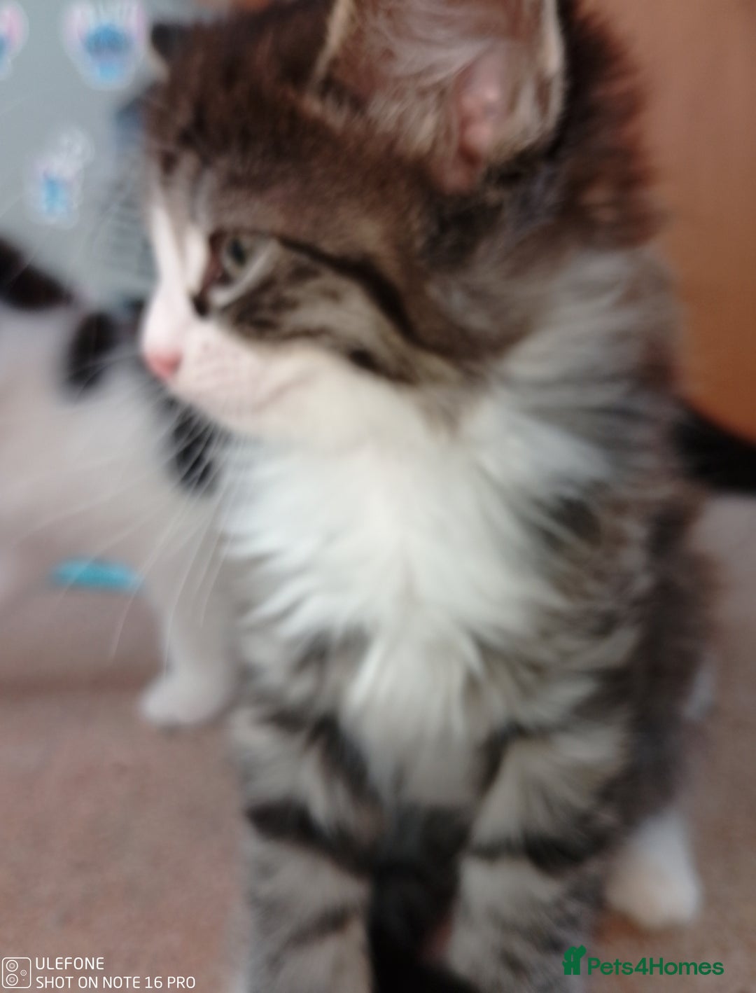 Mixed Breed cats for sale: 9 adorable Disney kitten couples  - Image 11