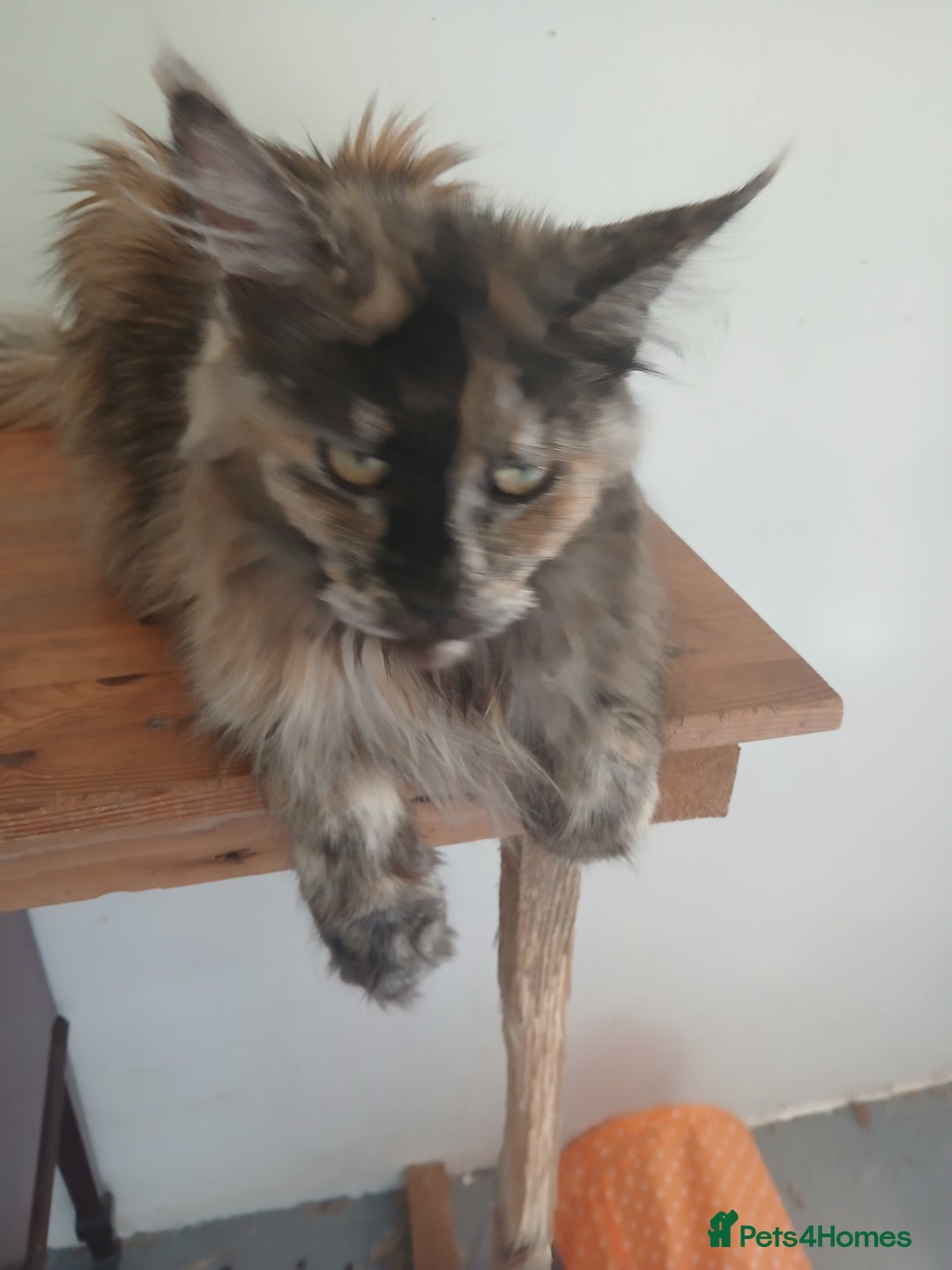 Mixed Breed cats for sale: Maine Coon crossed with Ragdoll ( Ragcoon )  - Image 10