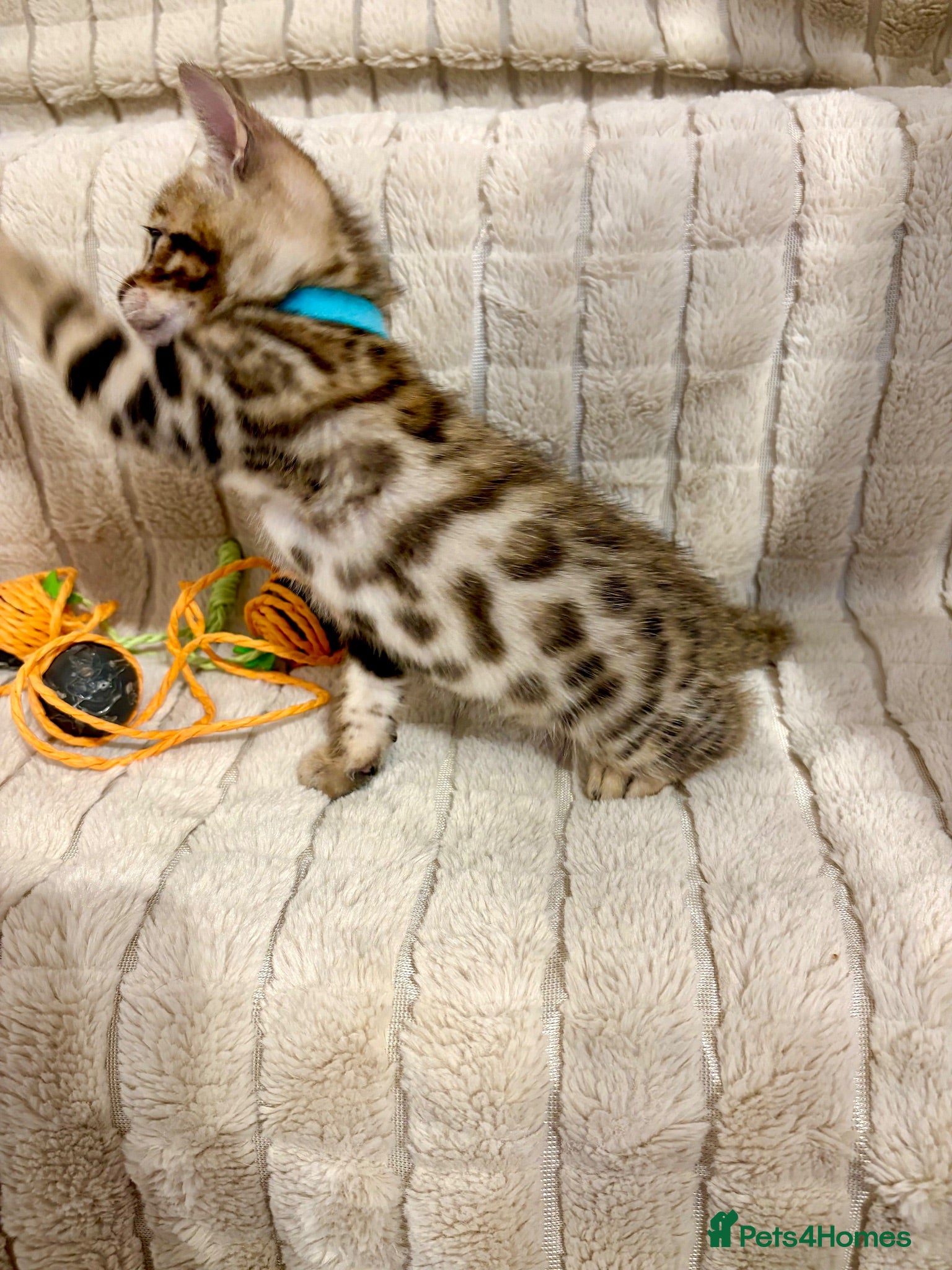 Bengal cats LAST ONE! Beautiful Bengal Kittens - Advert 2