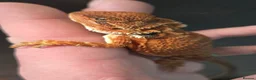 Bearded Dragon reptiles for sale: Red Monster blue bars and Hypos and Trans - Advert 17