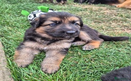 German Shepherd dogs for sale: Last German Shepherd girl remaining  - Image 23