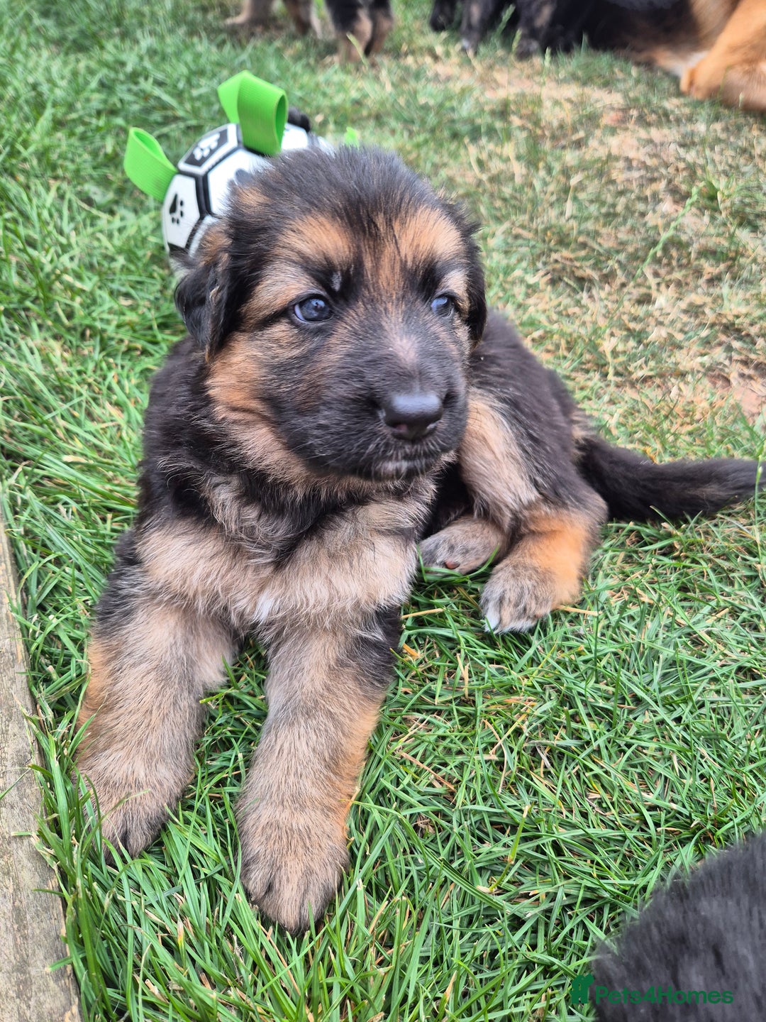 German Shepherd dogs for sale: Last German Shepherd girl remaining  - Image 23