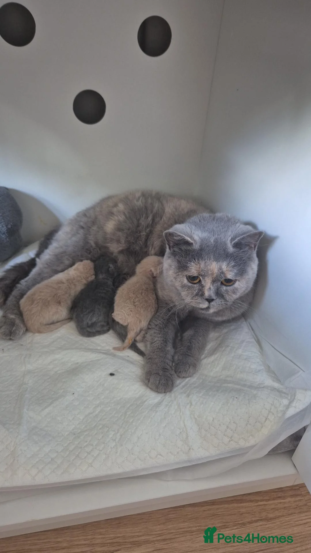 British Shorthair cats for sale: Pedigree British Shorthair Girls - Advert 1