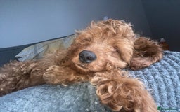 Cavapoo dogs for sale: Cavapoo - Image 2