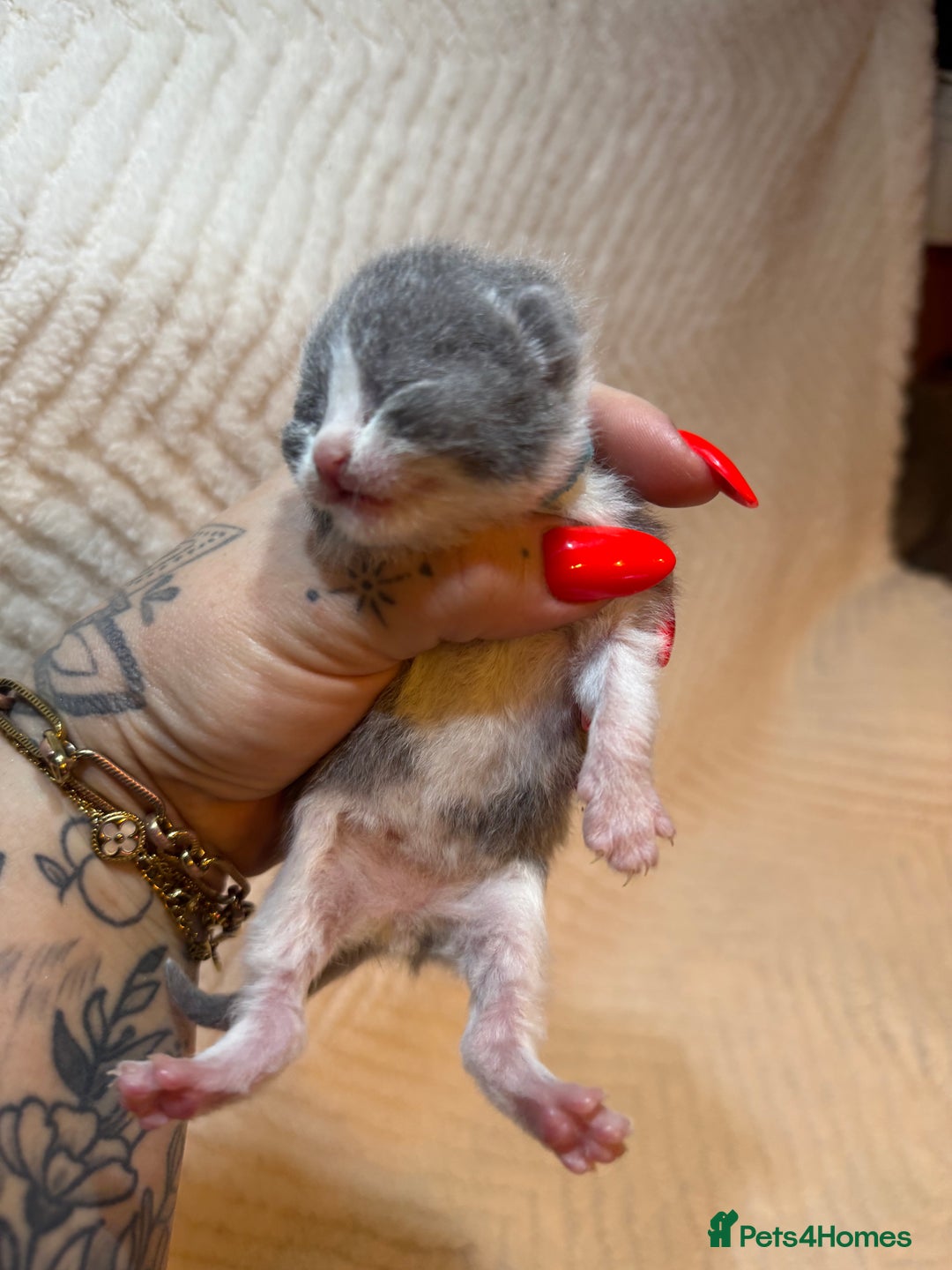 British Shorthair cats for sale: Pure British Shorthair Kittens😻🥇🏆Champion Line - Image 12