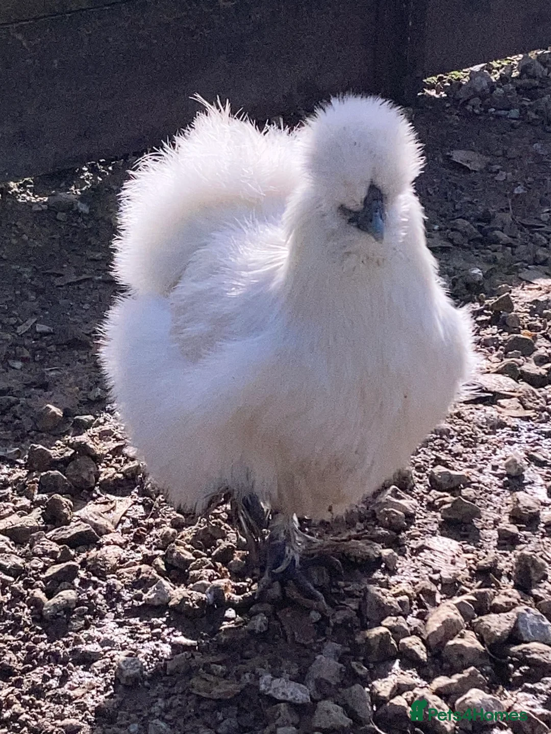 Chickens poultry for sale: Silkies Bantam hens mixed colours - Advert 1