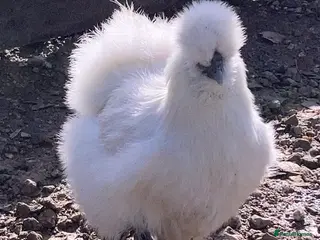 Chickens poultry Silkies Bantam hens mixed colours - Advert 11