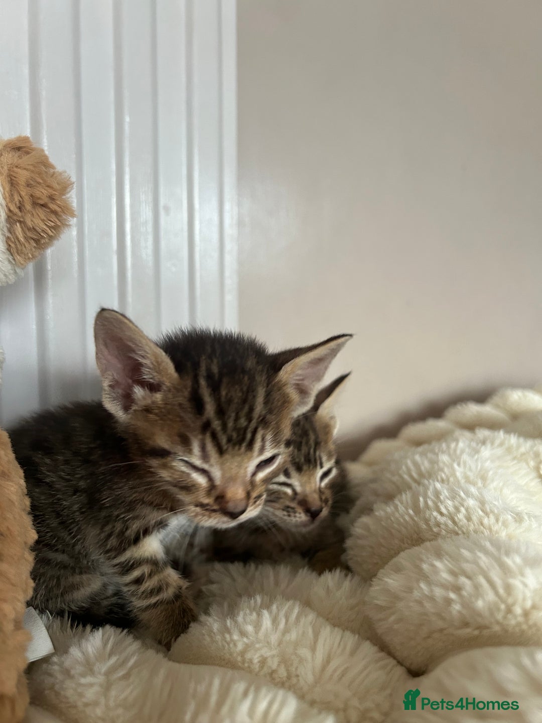 Mixed Breed cats for sale: Oriental cross kittens  - Advert 6