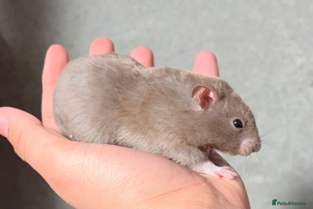 Hamster rodents for sale: BABY TAME PEDIGREE SYRIAN HAMSTERS  - Advert 3