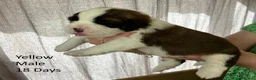 Saint Bernard dogs for sale: Pedigree St Bernard Pups in Blackwood - Advert 22