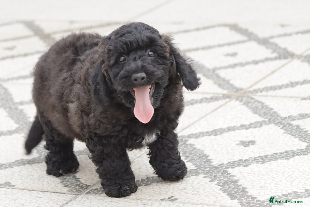 Poochon dogs for sale: F1 Poochon puppy for sale - Image 13