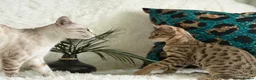 Bengal cats for sale: Stunning beautiful bengal kittens  - Advert 1
