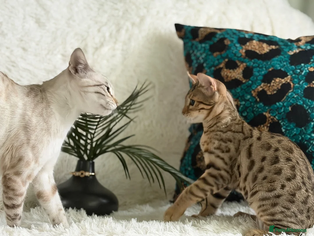 Bengal cats for sale: Stunning beautiful bengal kittens  - Advert 1