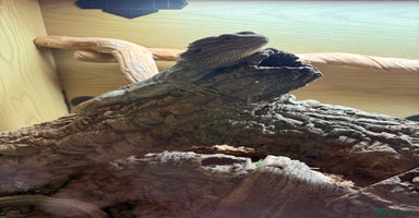 Bearded Dragon reptiles Bert The Bearded Dragon & Set up!💫 - Advert 13