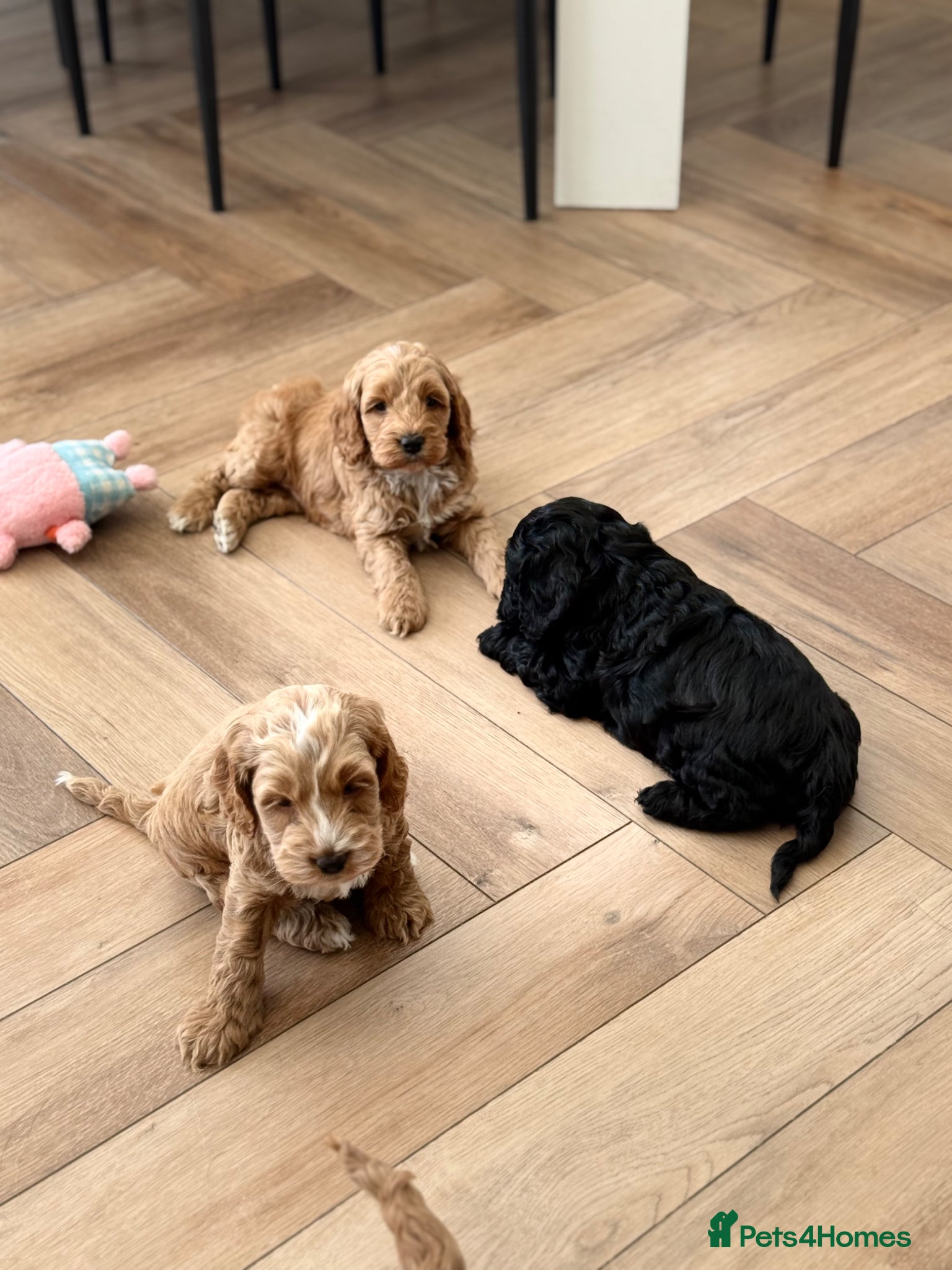 Cockapoo dogs Beautiful F1 cockapoo puppies - Advert 3